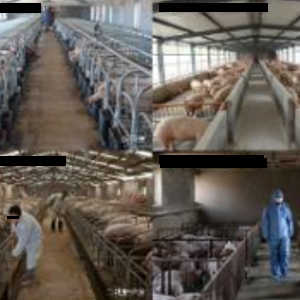 生猪养殖数字化转型解决方案