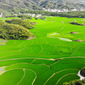 认养稻田认养农业解决方案