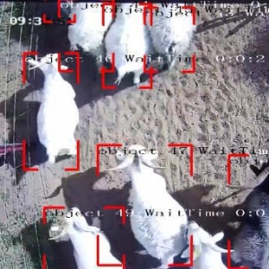 智农云端数字化AI养殖解决方案