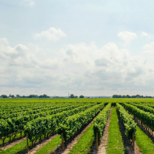 减少进口大豆依赖，饲用豆粕减量替代潜力巨大
